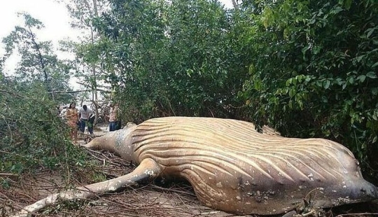 La naturaleza ha arrojado un enigma: se descubrió una ballena de 10 metros en la selva amazónica