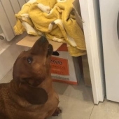 La pequeña salchicha lloró durante una hora mientras lavaban su juguete favorito en una máquina de escribir