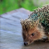 La ropa interior femenina hecha de pieles de erizo causó indignación en la capital cultural