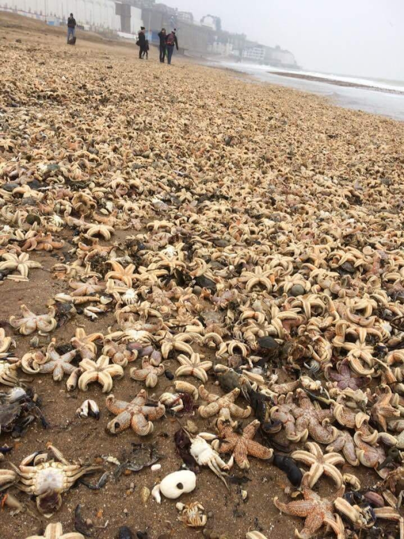La tormenta Emma arrojó decenas de miles de animales marinos muertos en las costas británicas