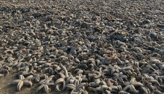 La tormenta Emma arrojó decenas de miles de animales marinos muertos en las costas británicas