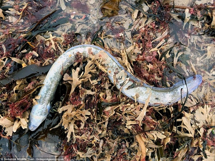 La tormenta Emma arrojó decenas de miles de animales marinos muertos en las costas británicas