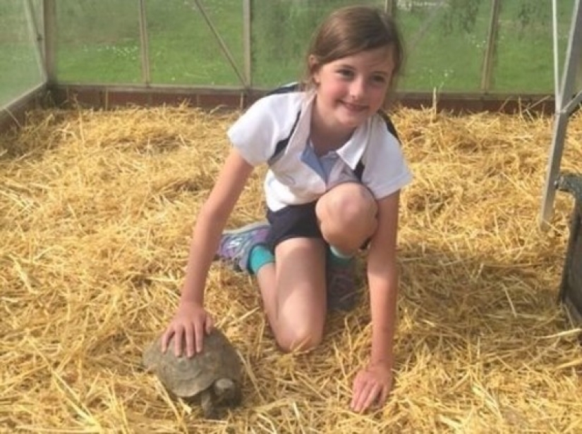 La tortuga fugitiva fue encontrada de acuerdo con un "boceto" compilado por una anfitriona de 9 años