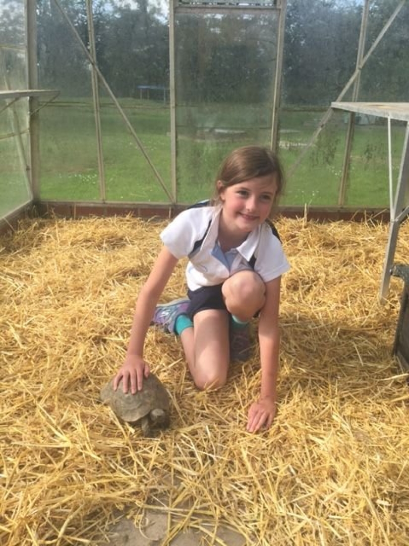 La tortuga fugitiva fue encontrada de acuerdo con un "boceto" compilado por una anfitriona de 9 años