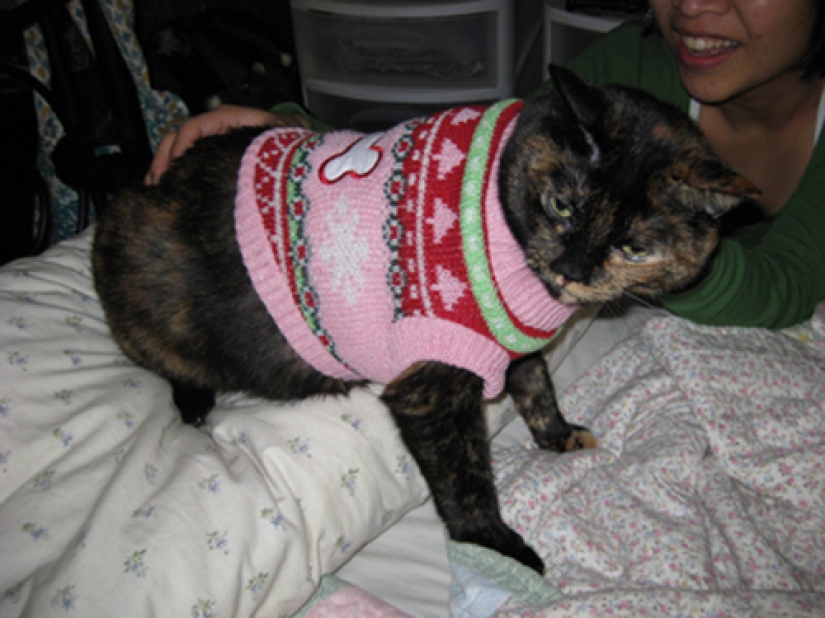 La tristeza, la añoranza, monos: la mayoría de las conmovedoras fotos de Mascotas en el vestuario La tristeza, la añoranza, monos: la mayoría de las conmovedoras fotos de Mascotas en el vestuario