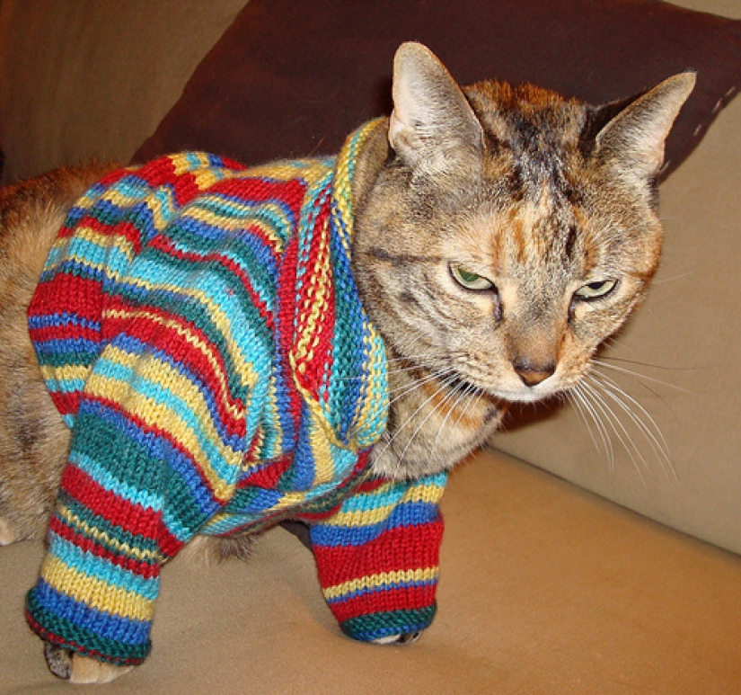 La tristeza, la añoranza, monos: la mayoría de las conmovedoras fotos de Mascotas en el vestuario La tristeza, la añoranza, monos: la mayoría de las conmovedoras fotos de Mascotas en el vestuario