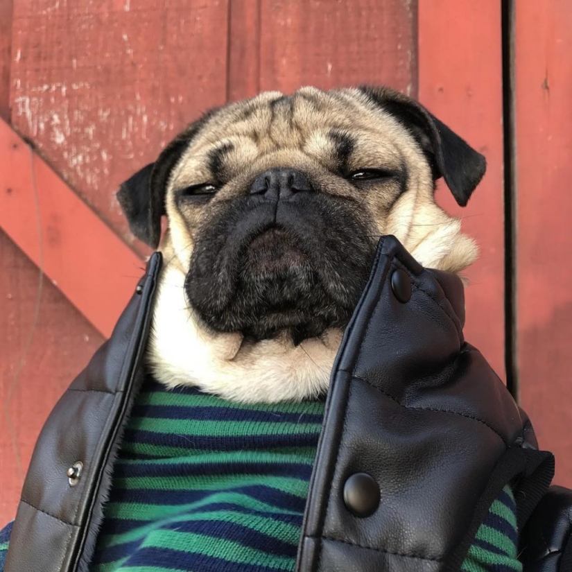 La tristeza, la añoranza, monos: la mayoría de las conmovedoras fotos de Mascotas en el vestuario La tristeza, la añoranza, monos: la mayoría de las conmovedoras fotos de Mascotas en el vestuario