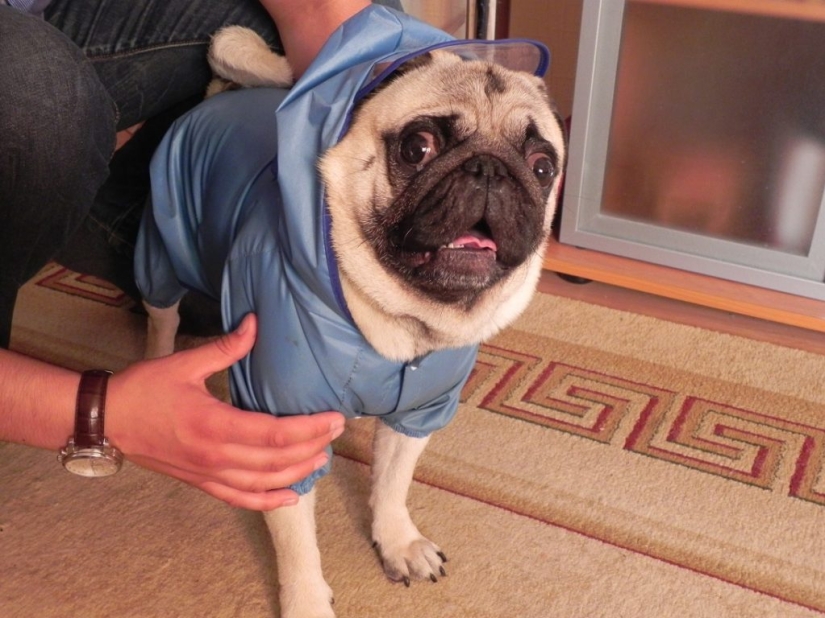 La tristeza, la añoranza, monos: la mayoría de las conmovedoras fotos de Mascotas en el vestuario La tristeza, la añoranza, monos: la mayoría de las conmovedoras fotos de Mascotas en el vestuario