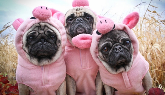 La tristeza, la añoranza, monos: la mayoría de las conmovedoras fotos de Mascotas en el vestuario