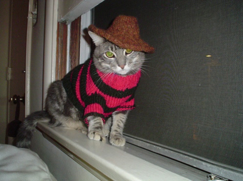 La tristeza, la añoranza, monos: la mayoría de las conmovedoras fotos de Mascotas en el vestuario La tristeza, la añoranza, monos: la mayoría de las conmovedoras fotos de Mascotas en el vestuario