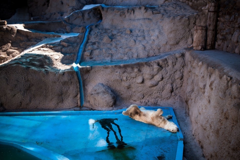 La vida real de los animales en los zoológicos