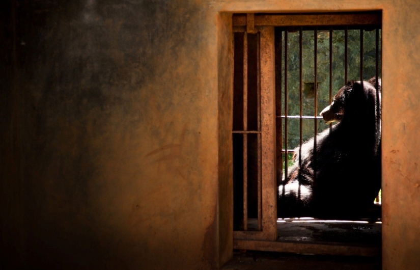 La vida real de los animales en los zoológicos