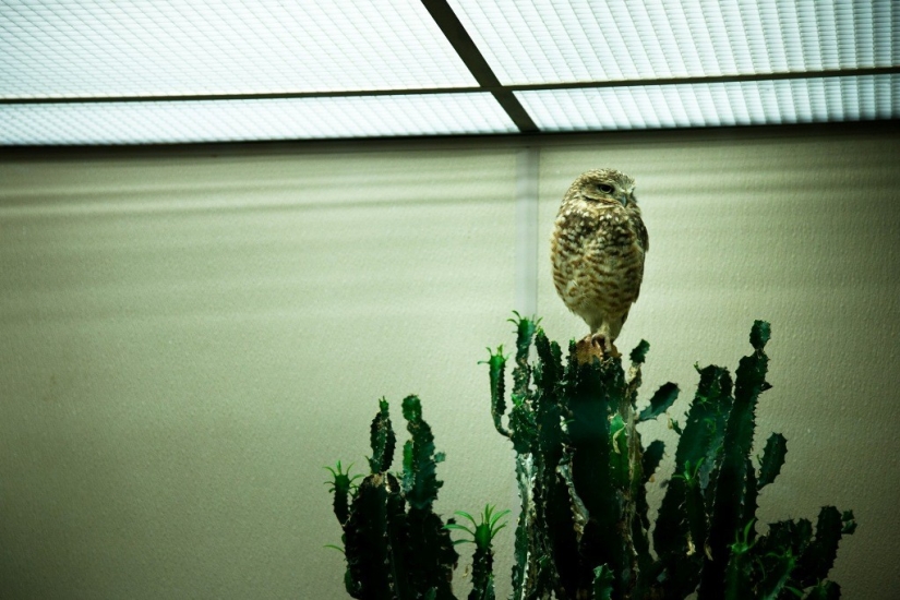 La vida real de los animales en los zoológicos