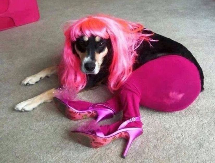 La vida secreta de las mascotas mientras estás fuera por un tiempo