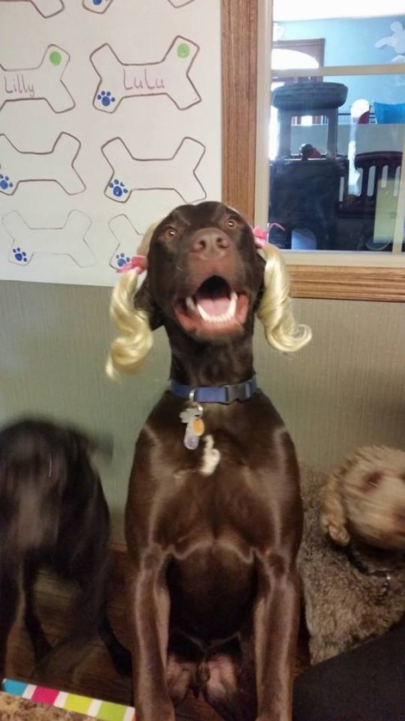 La vida secreta de las mascotas mientras estás fuera por un tiempo