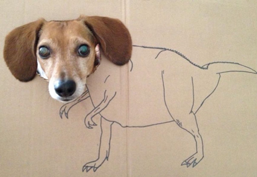 La vida secreta de las mascotas mientras estás fuera por un tiempo