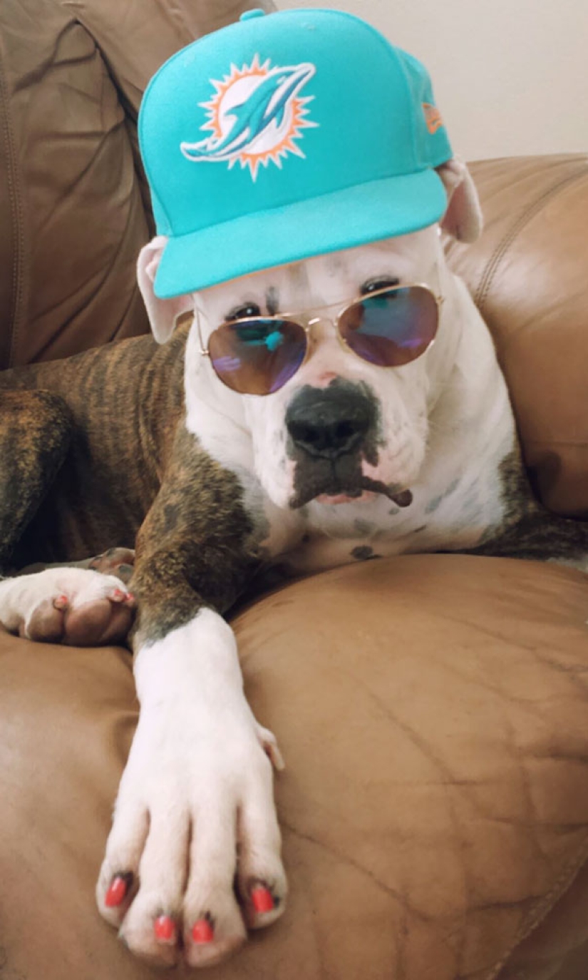 La vida secreta de las mascotas mientras estás fuera por un tiempo