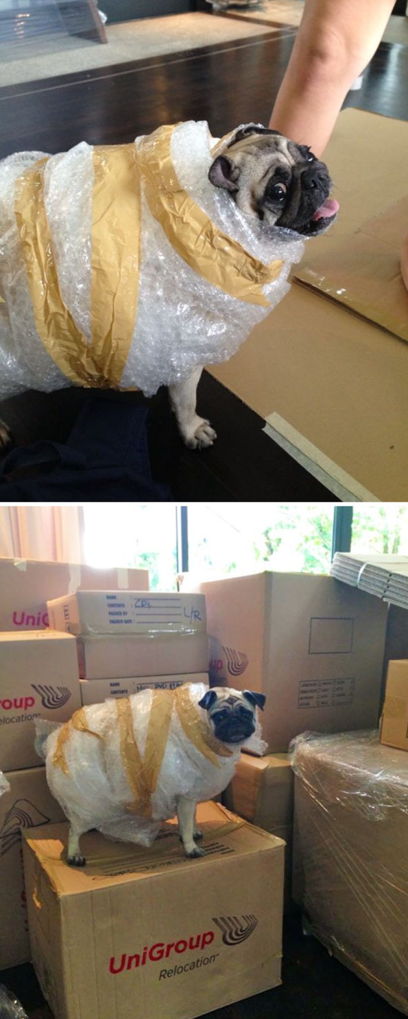 La vida secreta de las mascotas mientras estás fuera por un tiempo