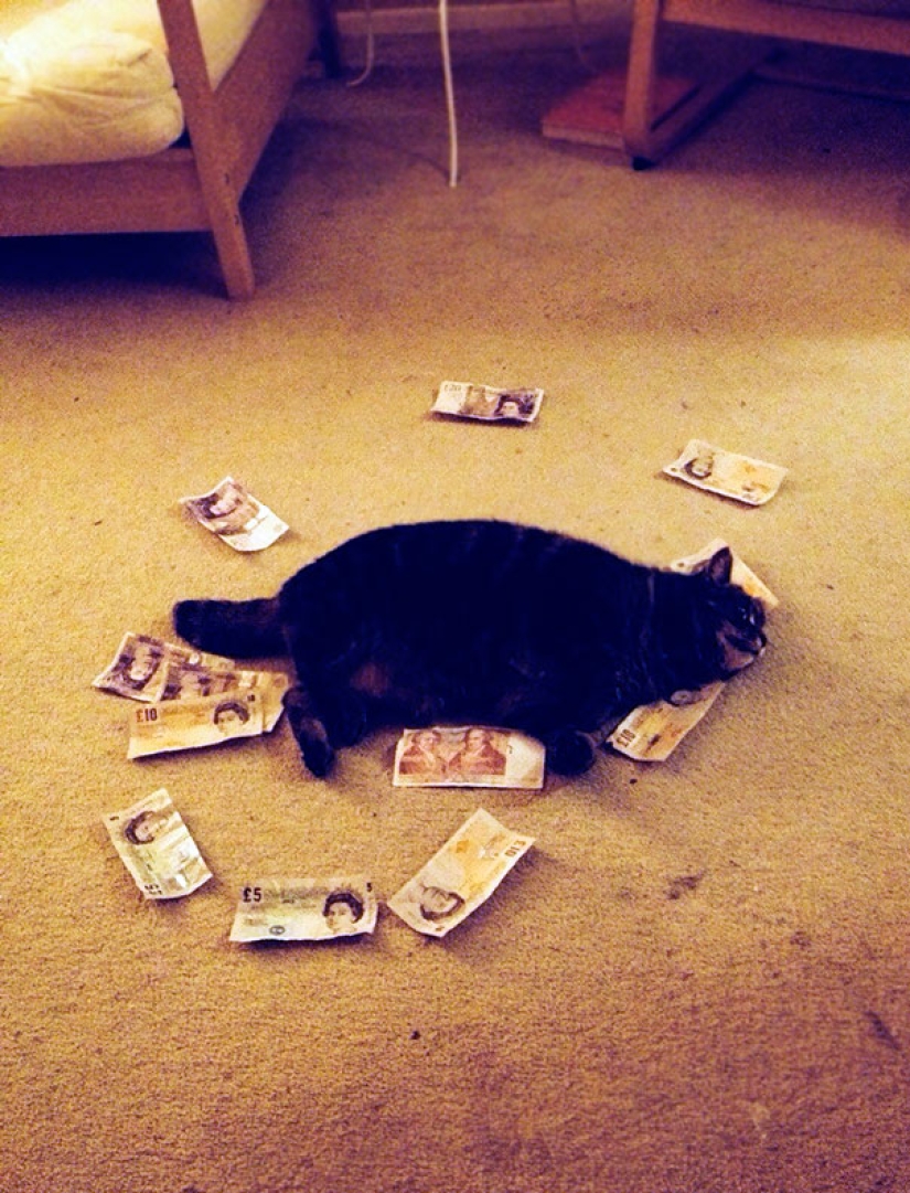 La vida secreta de las mascotas mientras estás fuera por un tiempo