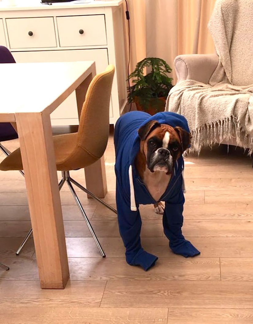 La vida secreta de las mascotas mientras estás fuera por un tiempo