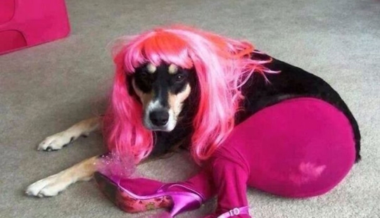 La vida secreta de las mascotas mientras estás fuera por un tiempo