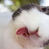 La vida secreta de los trabajadores de la vivienda y los servicios comunales en dibujos de un artista belga