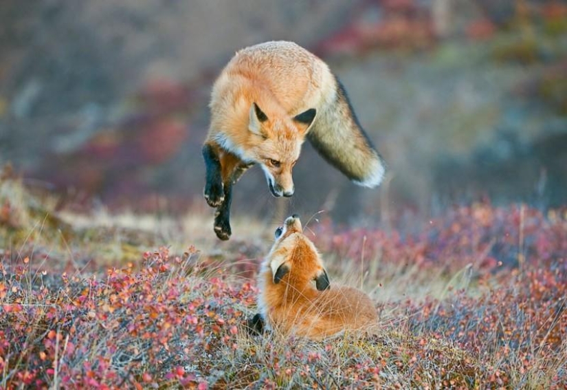 Landscapes of America's National Parks Landscapes of America's National Parks