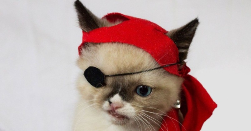 Las 10 mascotas más populares en internet