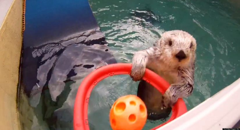 Las 10 mascotas más populares en internet