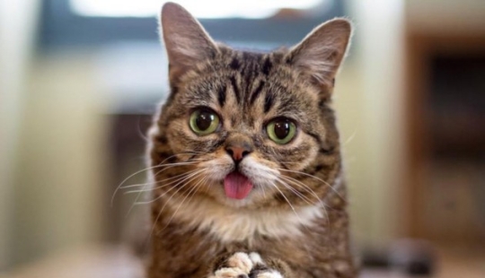 Las 10 mascotas más populares en internet