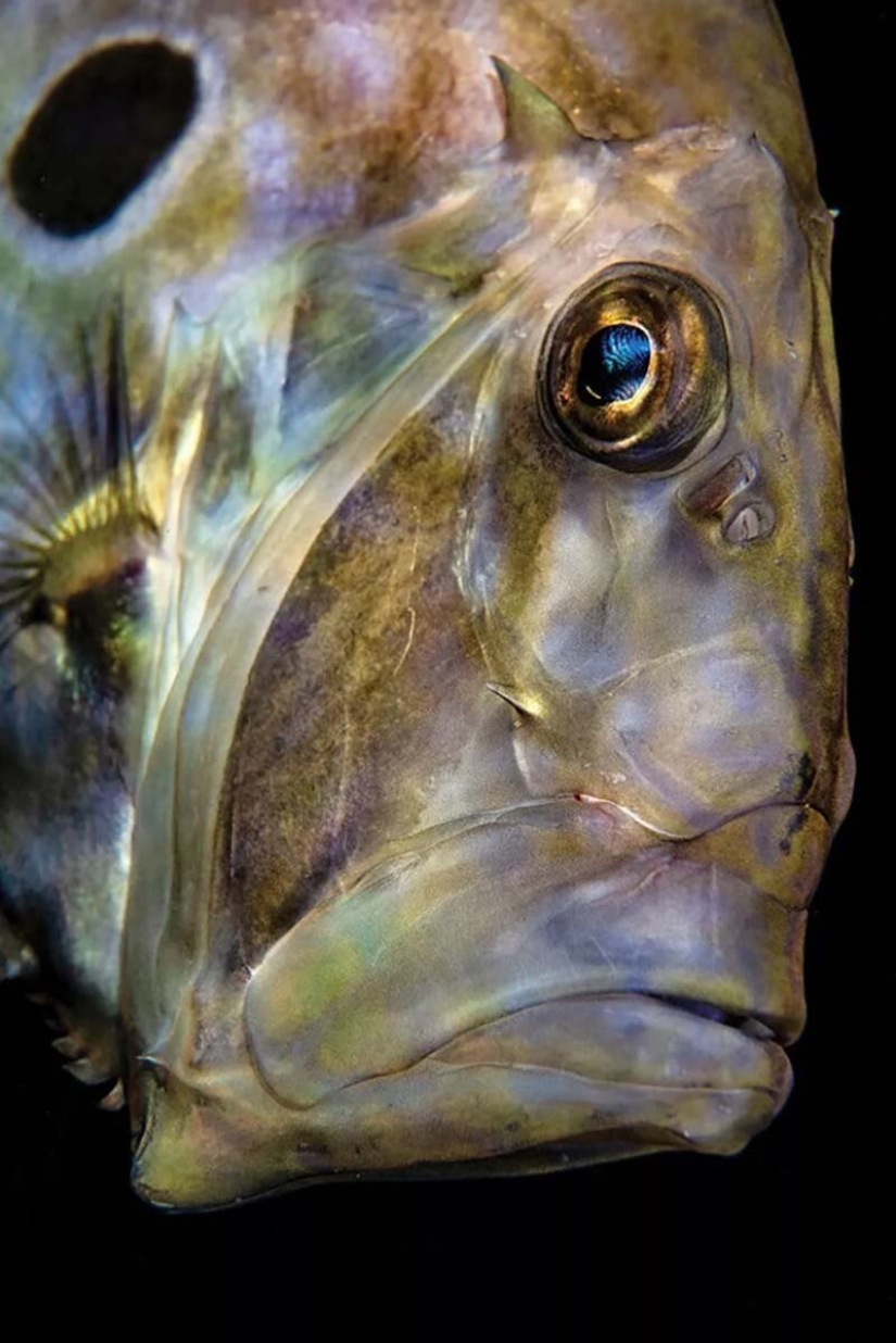 las 12 mejores fotos submarinas del concurso "A través de tu lente" las 12 mejores fotos submarinas del concurso "A través de tu lente"