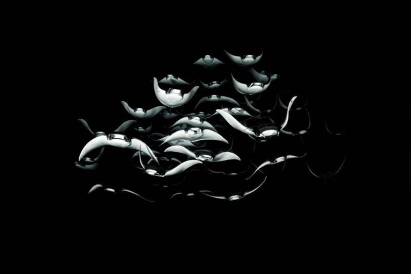 las 12 mejores fotos submarinas del concurso "A través de tu lente" las 12 mejores fotos submarinas del concurso "A través de tu lente"