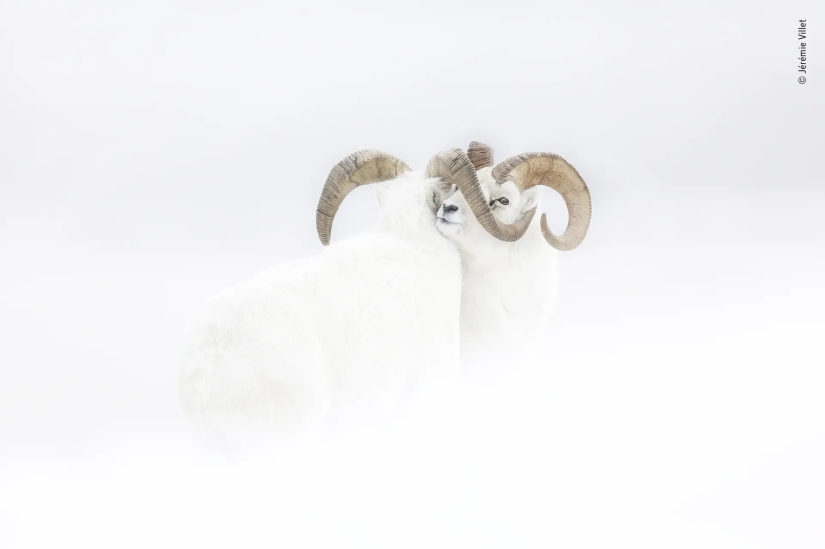 las 15 imágenes más impresionantes del concurso "Mejor Fotógrafo de Vida Silvestre 2019" las 15 imágenes más impresionantes del concurso "Mejor Fotógrafo de Vida Silvestre 2019"