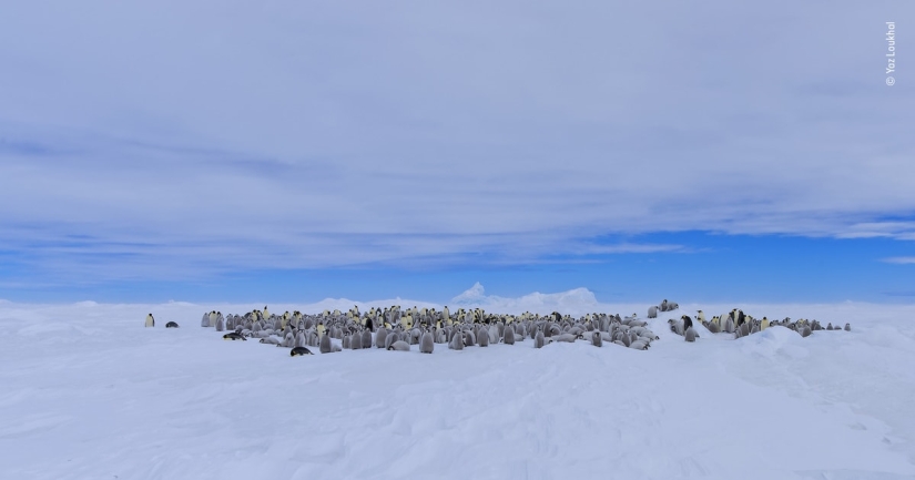 Las 25 Mejores Tomas de Vida Silvestre de 2019
