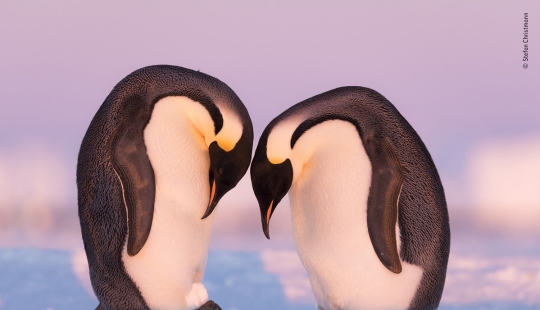 Las 25 Mejores Tomas de Vida Silvestre de 2019