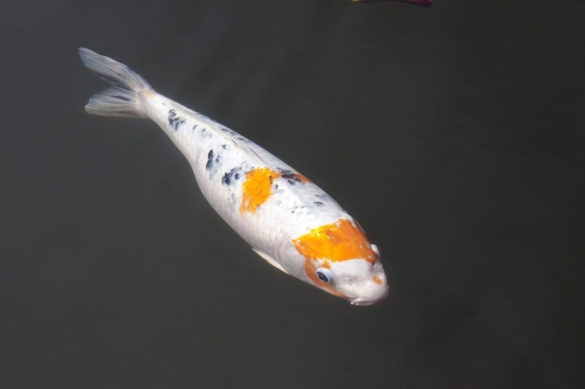 Las 5 cargas más extrañas jamás transportadas Las 5 cargas más extrañas jamás transportadas