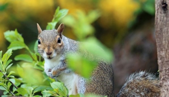 Las 5 cargas más extrañas jamás transportadas Las 5 cargas más extrañas jamás transportadas