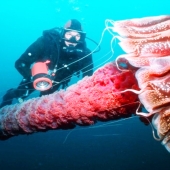 Las 7 medusas más peligrosas del mundo submarino