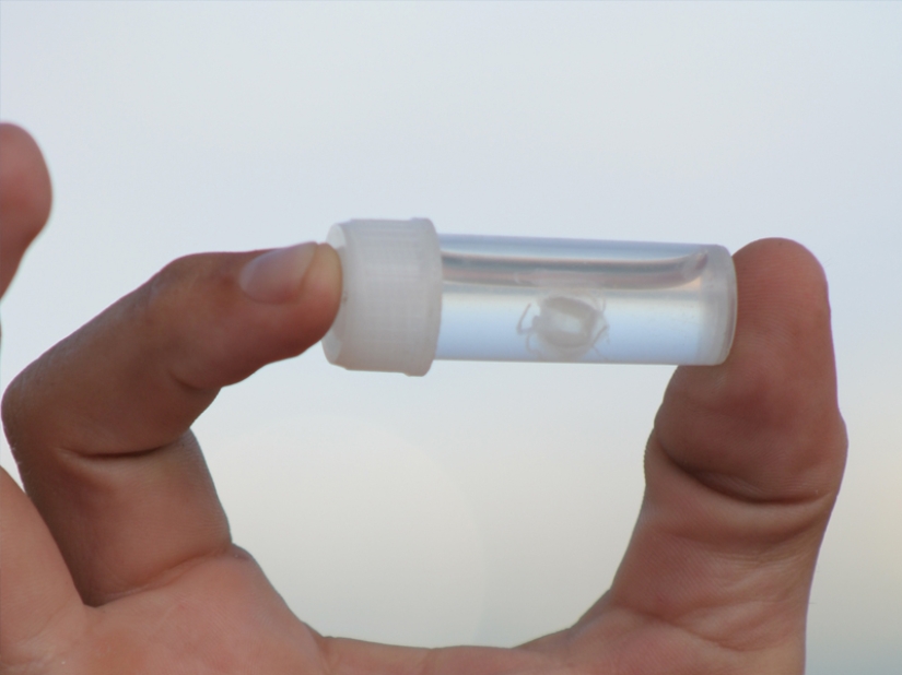 Las 7 medusas más peligrosas del mundo submarino Las 7 medusas más peligrosas del mundo submarino