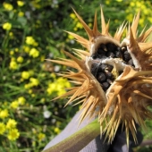 Las 9 plantas más peligrosas del mundo