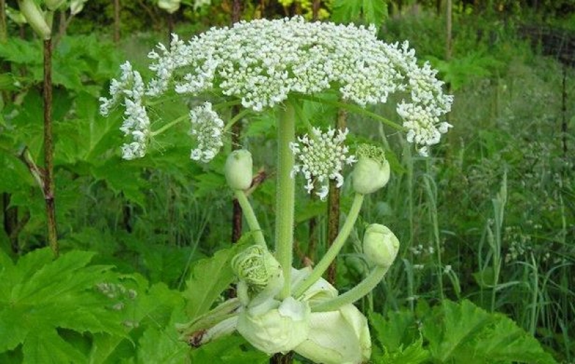 Las 9 plantas más peligrosas del mundo