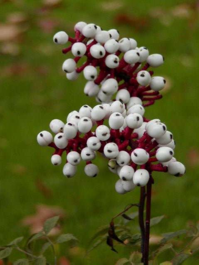 Las 9 plantas más peligrosas del mundo