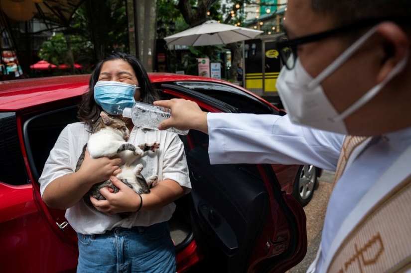 Las bodas de mascotas destacan la ceremonia de bendición de los animales en Filipinas