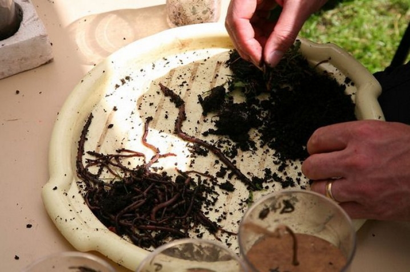 Las competiciones más inusuales que se celebran en el mundo