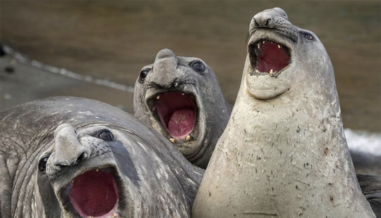 Las fotos más divertidas de los Comedy Wildlife Photography Awards 2017