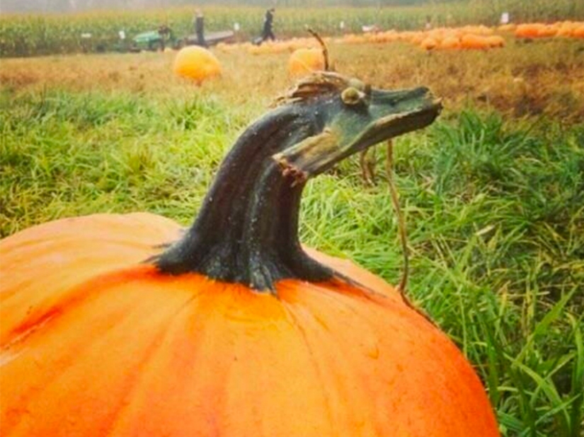 Las frutas y verduras más extrañas que se encuentran en el jardín.