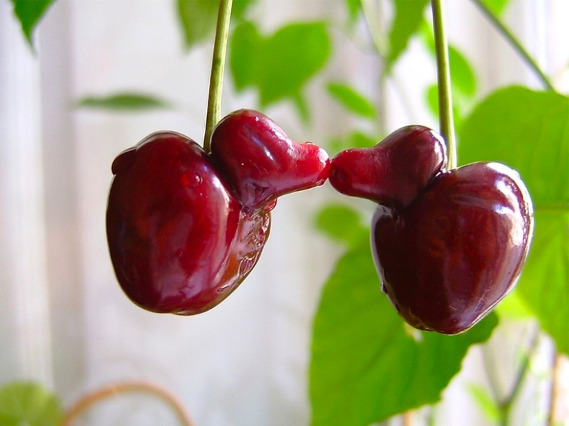 Las frutas y verduras más extrañas que se encuentran en el jardín.