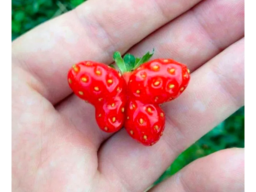 Las frutas y verduras más extrañas que se encuentran en el jardín.