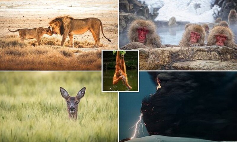Las imágenes de vida silvestre más impresionantes del concurso fotográfico Agora # Wild2020