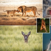 Las imágenes de vida silvestre más impresionantes del concurso fotográfico Agora # Wild2020